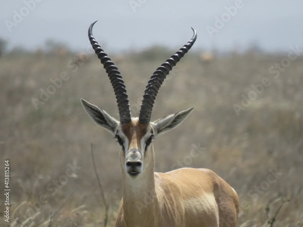 Obraz impala in the savannah