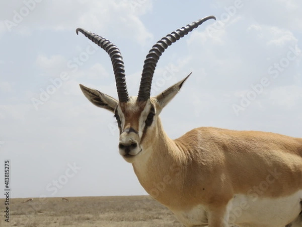 Obraz impala in the savannah