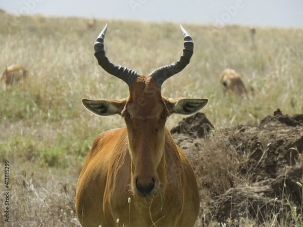 Obraz antelope in the savannah