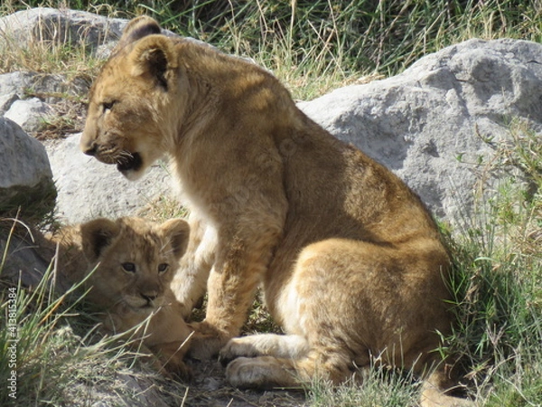 Obraz lioness and cubs