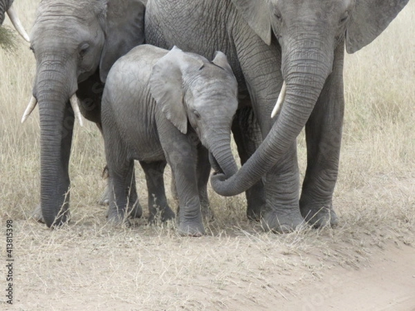 Obraz african elephant calf