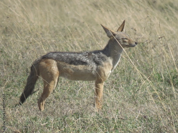 Obraz jackal in the wild