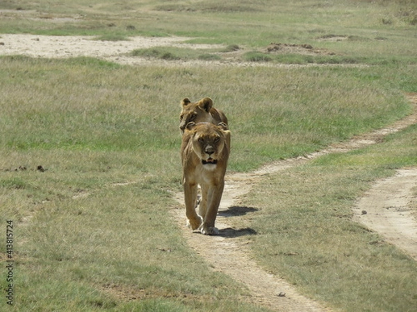 Obraz lioness in the wild