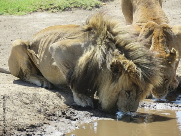 Obraz lion drinking from a lake