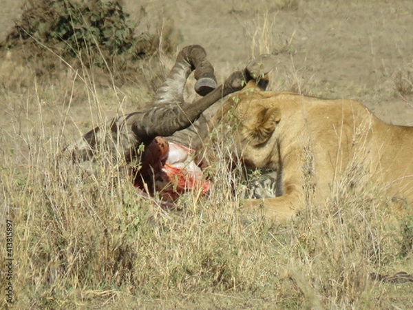 Obraz lioness eating a zebra