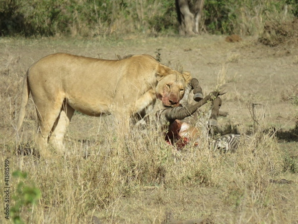 Obraz lioness eating a zebra