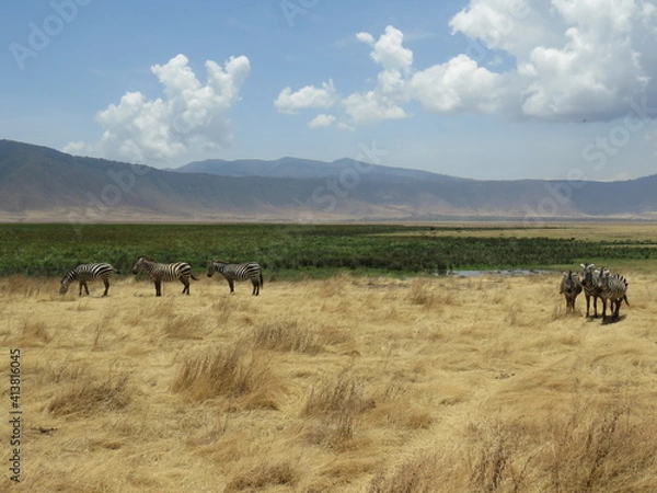 Obraz zebra in the savannah