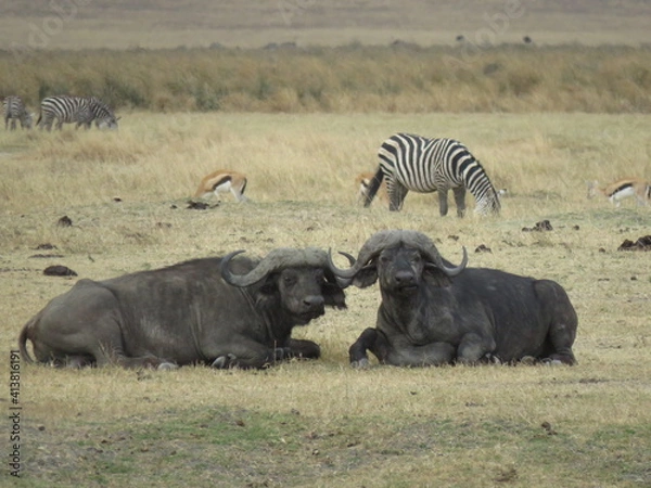 Obraz wildebeest in serengeti
