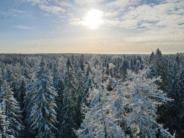 Fototapeta Drone shot of trees covered with hoarfrost and snow. Winter forest aerial view at sunny day. Top view to wood from bird's eye. Amazing winter scene. Winter background