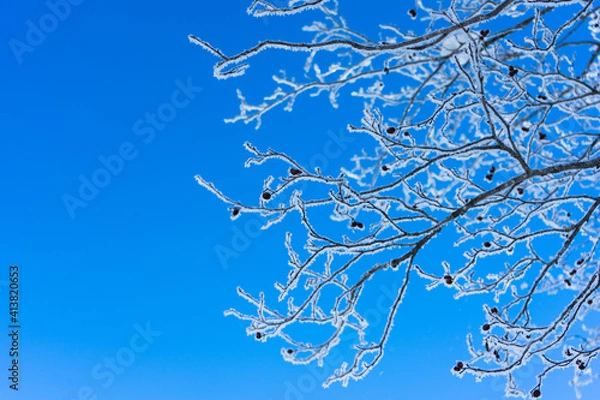 Obraz Ice tree 
