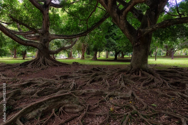 Fototapeta Ficus drupacea roots in Royal Botanical Gardens in Peradeniya, Sri Lanka. This tropical native tree can reach heights of 30 meters and occurs in environments ranging from sea-level to mountains