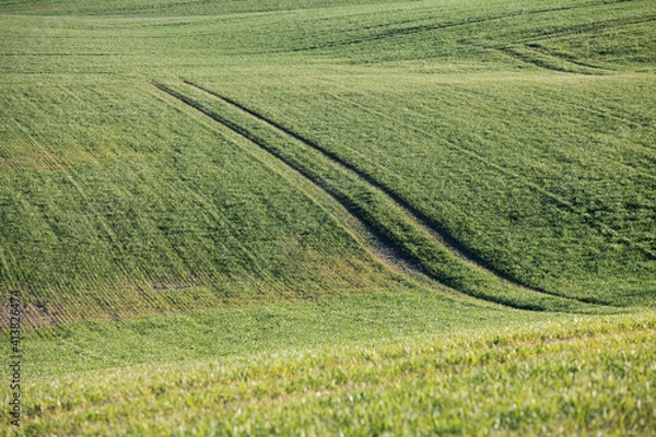 Obraz Soft green field