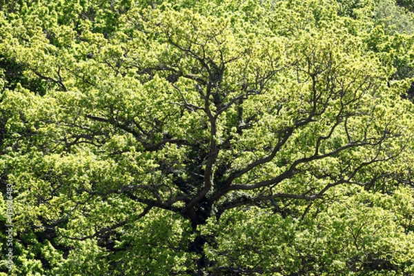 Obraz The oak tree with green springtime leaves