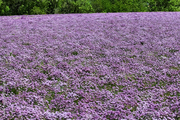 Obraz Chives field so beautiful colored purple borders the forest