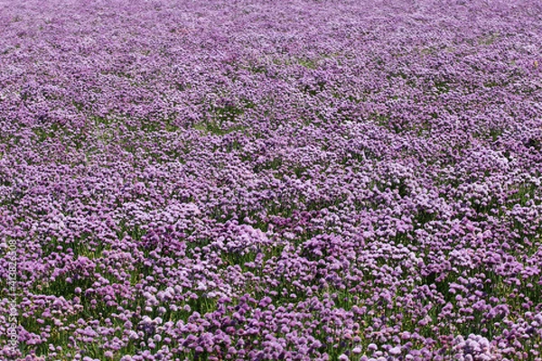 Obraz Chives field so beautiful colored purple