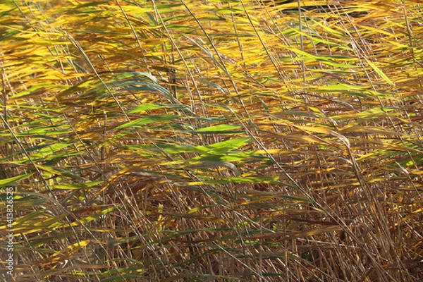 Obraz Juncus branches in October