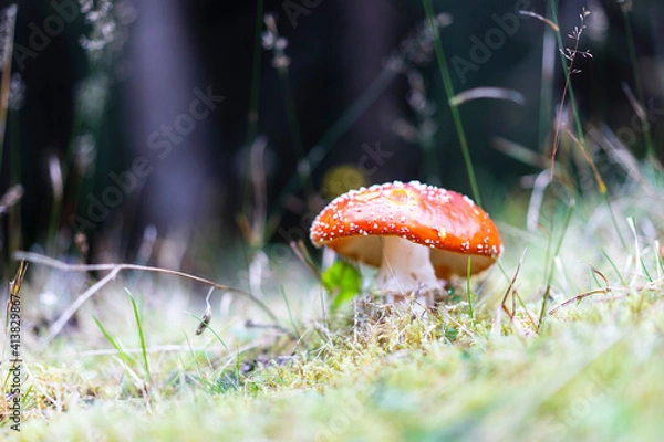 Obraz Mushroom in forest