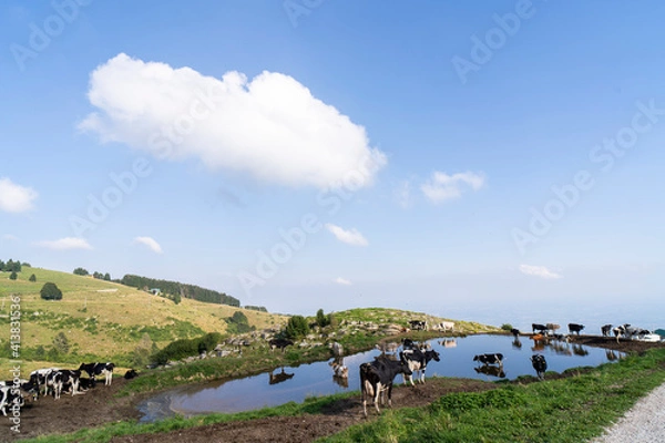 Obraz cows on the farm