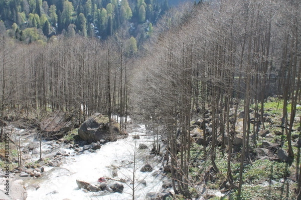 Fototapeta forest in winter