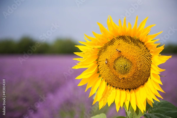 Obraz sunflower on a field