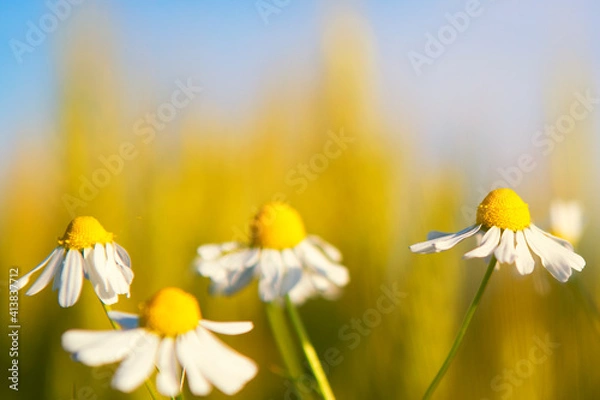 Obraz daisies in a field