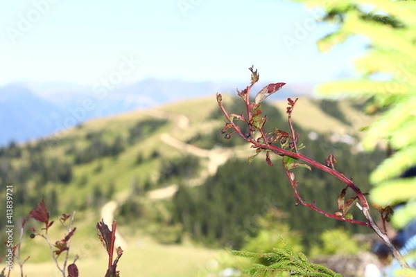 Fototapeta spring in the mountains