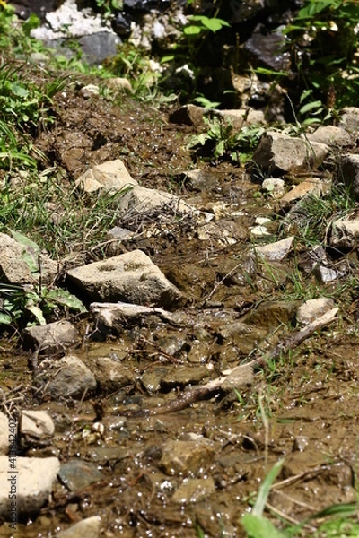 Fototapeta stream in the forest