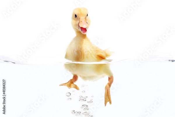 Obraz Small duck floating on water isolated over white background