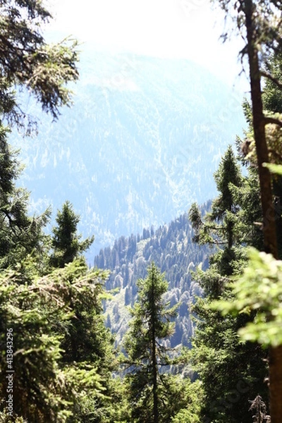 Fototapeta trees in the mountains
