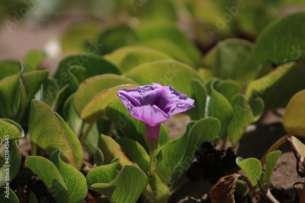 Obraz flower on the beach