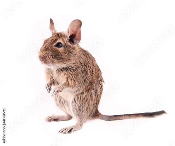 Obraz Young degu isolated