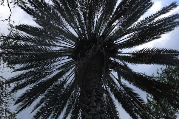 Obraz palm tree in the wind