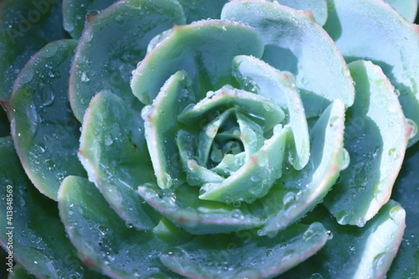 Obraz succulent with dew