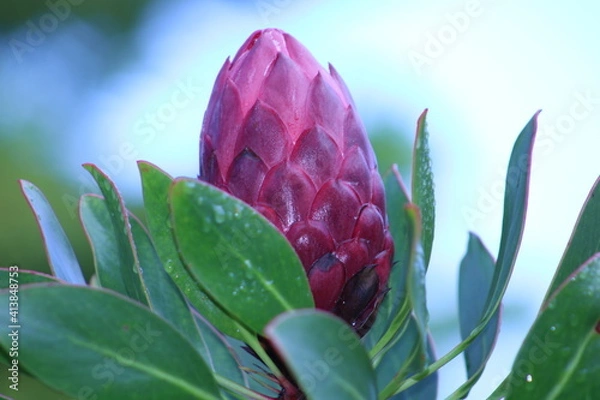 Obraz tropical flower