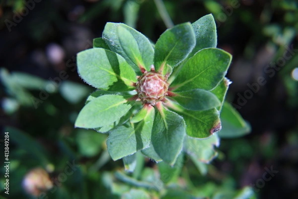 Obraz flower in the garden