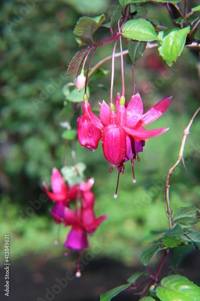 Obraz hanging flowers
