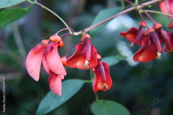 Obraz red and white flower