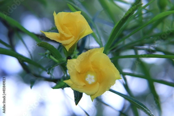 Obraz yellow rose