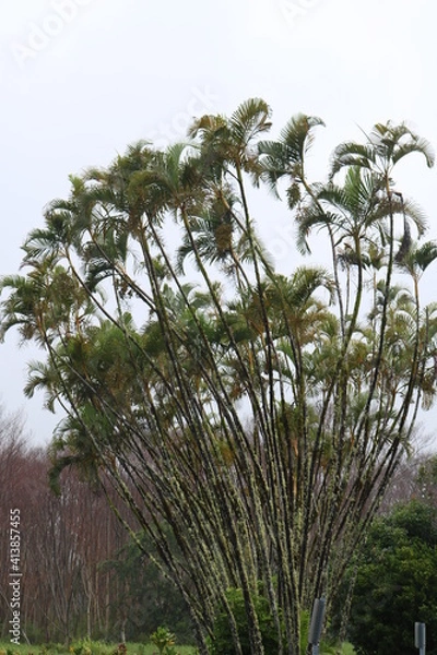 Obraz palm tree in the wind