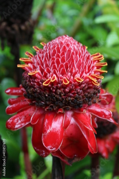 Obraz red and yellow flower