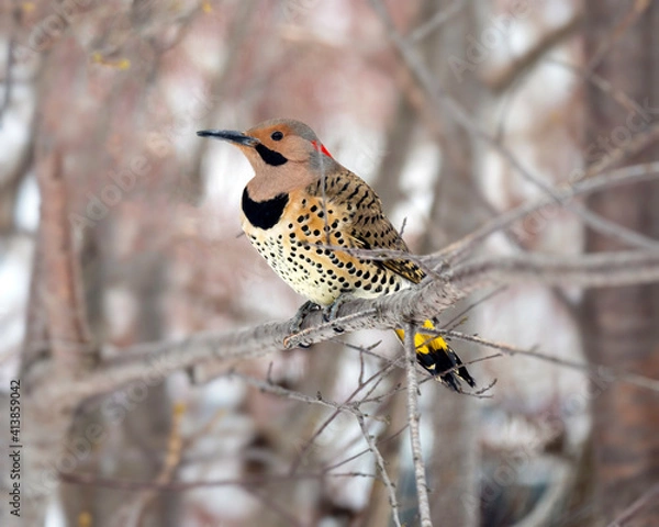 Obraz A Northern flicker in the Winter