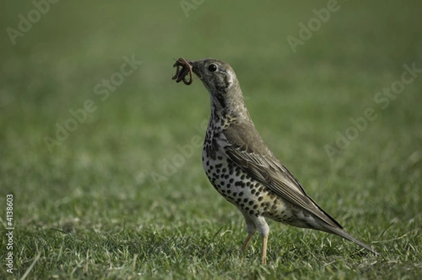 Obraz song thrush