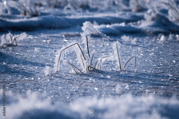 Obraz snow covered tree