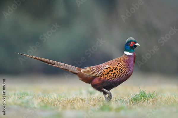 Fototapeta Early morning walk in the meadow, Common Pheasant