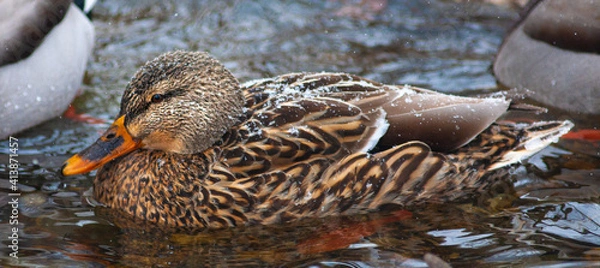 Obraz Duck in water during winter