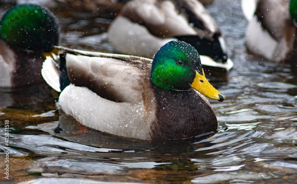 Obraz duck on the water