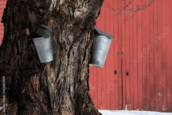 Obraz Traditional Buckets Tapping for Sap from Old Maple Tree by Old Red Barn on New England Farm.