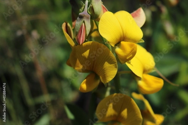 Obraz yellow flowers