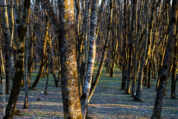 Fototapeta Forest view and landscape, magic trees wild scene