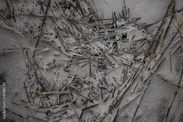 Obraz sand coated branches on the beach